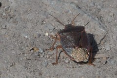 Palomena