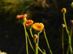 Hysterionica jasionoides
