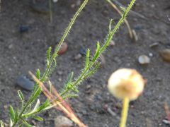 Hysterionica jasionoides