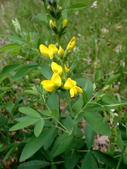 Thermopsis gracilis