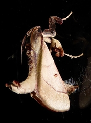 Sacada