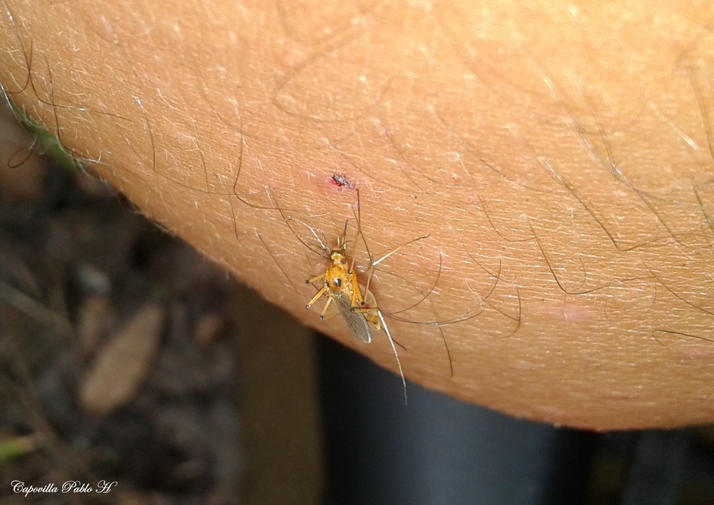 Aedes stigmaticus