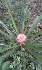 Ananas comosus bracteatus