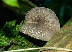 Pluteus readiarum image