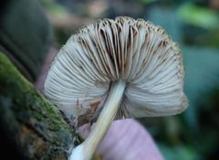 Pluteus readiarum image