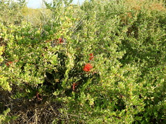 Tristerix verticillatus