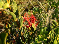 Tristerix verticillatus