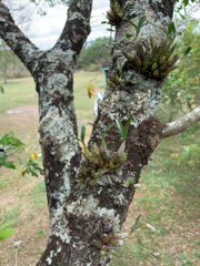 Scaphyglottis micrantha