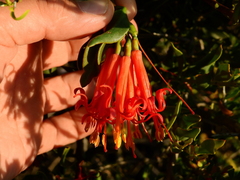 Tristerix verticillatus