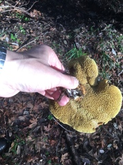 Suillus caerulescens image