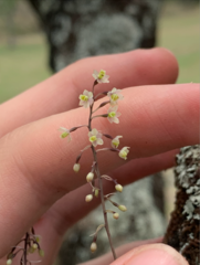 Scaphyglottis micrantha