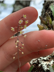 Scaphyglottis micrantha
