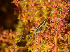 Dichroplus vittatus