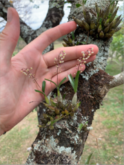 Scaphyglottis micrantha