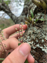 Scaphyglottis micrantha