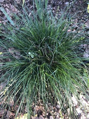 Carex tumulicola