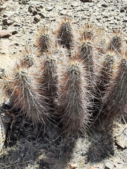 Echinocereus engelmannii