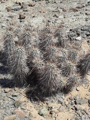 Echinocereus engelmannii