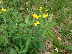 Thermopsis gracilis