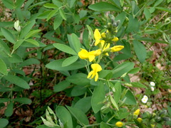Thermopsis gracilis