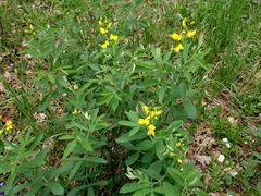Thermopsis gracilis
