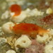 貓瓦西海蛞蝓 - Photo 由 Jeff Goddard 所上傳的 (c) Jeff Goddard，保留部份權利CC BY-NC