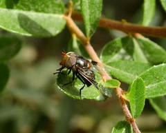 Copestylum spinigerum