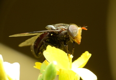 Copestylum spinigerum