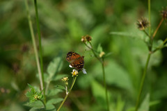 Anthanassa atronia