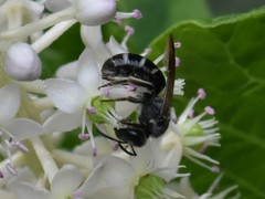 Lasioglossum sexnotatum