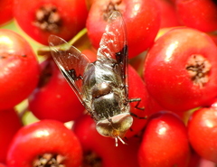 Copestylum spinigerum