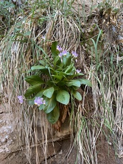 Primula pauciflora zionensis