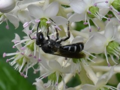 Lasioglossum sexnotatum