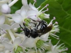 Lasioglossum sexnotatum