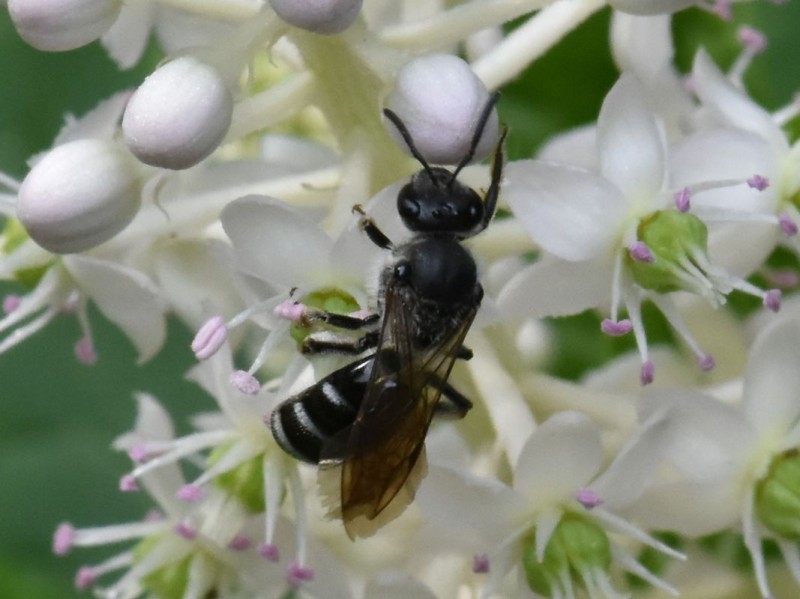 Ashy Furrow Bee