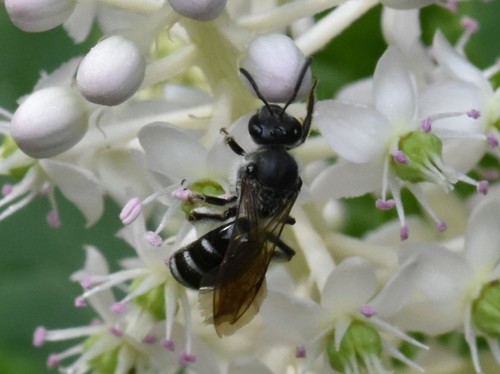 Ashy Furrow Bee