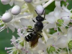 Lasioglossum sexnotatum
