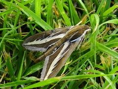 Hyles euphorbiarum