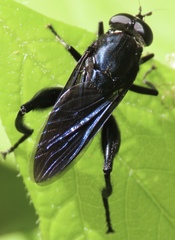 Chalcosyrphus chalybeus