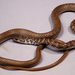 Coachwhip - Photo (c) Kerry Matz, some rights reserved (CC BY-NC-SA)