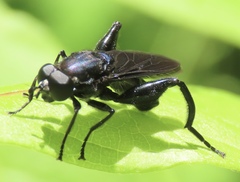 Chalcosyrphus chalybeus