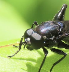Chalcosyrphus chalybeus