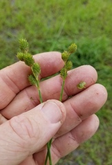 Carex festucacea