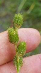 Carex festucacea