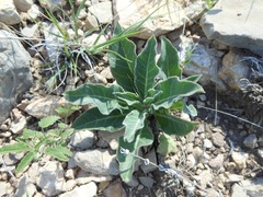 Asclepias scaposa