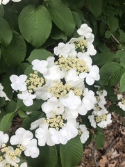 Viburnum