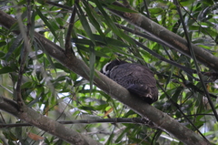 Pulsatrix perspicillata