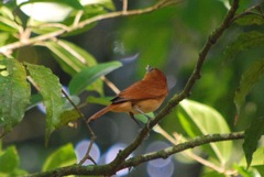 Pachyramphus cinnamomeus