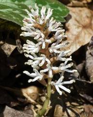 Pachysandra procumbens
