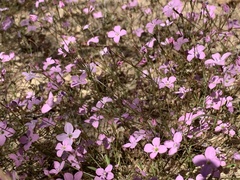 Stenotis asperuloides